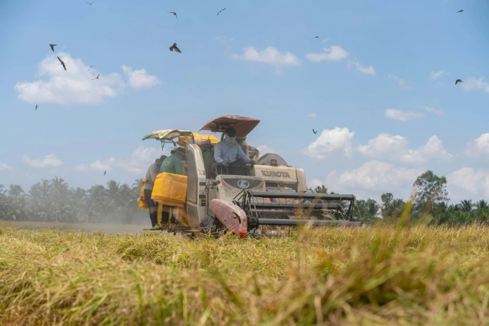 Combine harvester working in a golden rice field